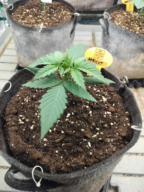 3 Delicious Fast Buds Outdoor Autos. Week 2 - Apricot before topping 