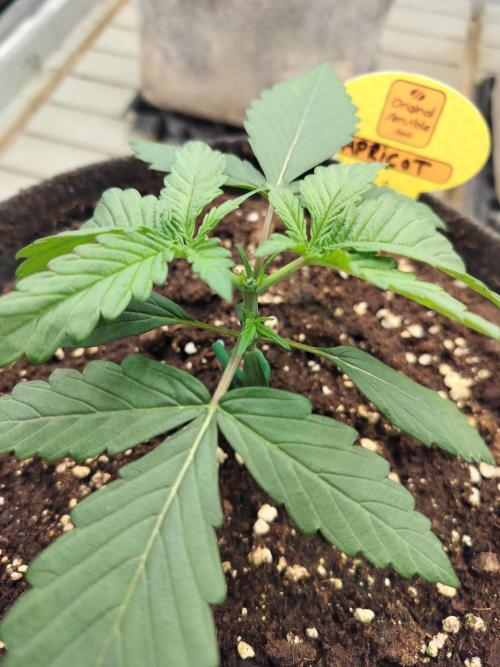 3 Delicious Fast Buds Outdoor Autos. Week 2 - Apricot after topping 