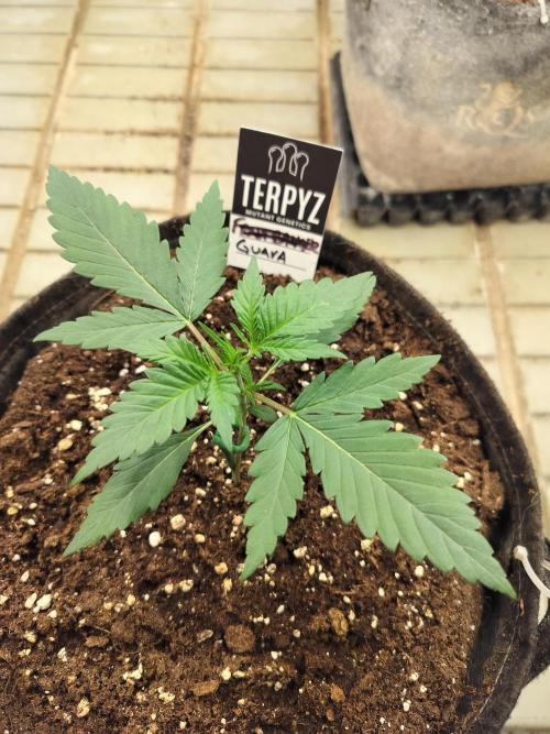 3 Delicious Fast Buds Outdoor Autos. Week 2 - Guava before topping 
