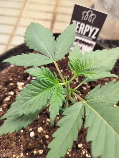 3 Delicious Fast Buds Outdoor Autos. Week 2 - Guava after topping 