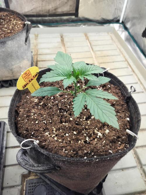 3 Delicious Fast Buds Outdoor Autos. Week 2 - Lemon Cherry Cookies before topping 