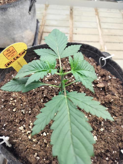 3 Delicious Fast Buds Outdoor Autos. Week 2 - Lemon Cherry Cookies after topping 