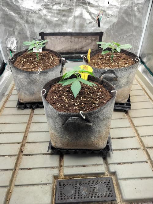 3 Delicious Fast Buds Outdoor Autos. Week 2