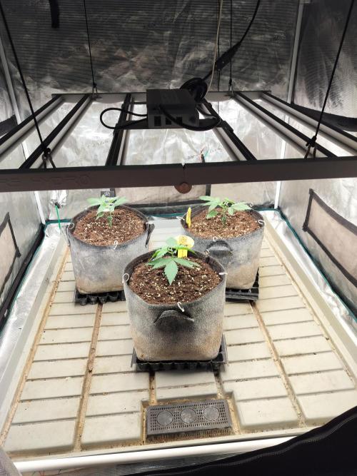 3 Delicious Fast Buds Outdoor Autos. Week 2