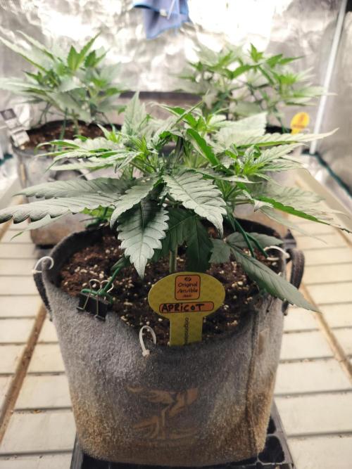 3 Delicious Fast Buds Outdoor Autos. Week 3