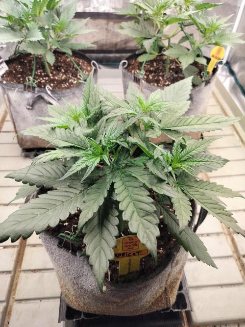 3 Delicious Fast Buds Outdoor Autos. Week 3
