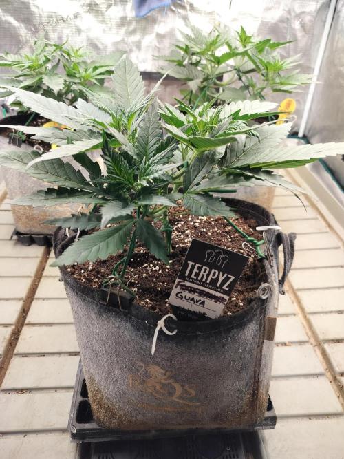 3 Delicious Fast Buds Outdoor Autos. Week 3