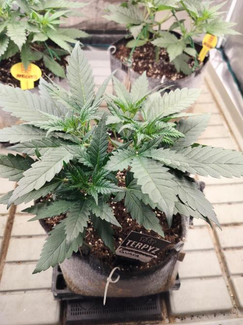 3 Delicious Fast Buds Outdoor Autos. Week 3