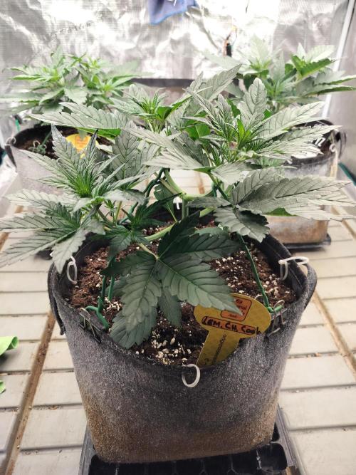 3 Delicious Fast Buds Outdoor Autos. Week 3