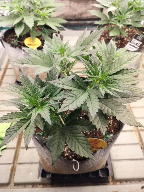 3 Delicious Fast Buds Outdoor Autos. Week 3