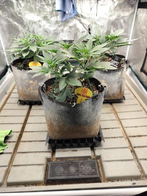3 Delicious Fast Buds Outdoor Autos. Week 3