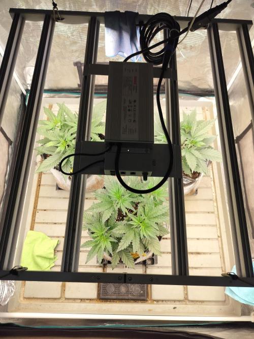 3 Delicious Fast Buds Outdoor Autos. Week 3