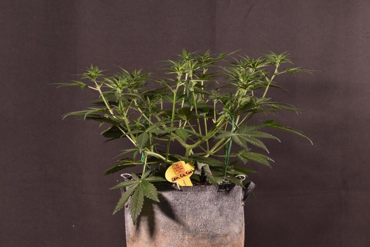3 Delicious Fast Buds Outdoor Autos. Week 4