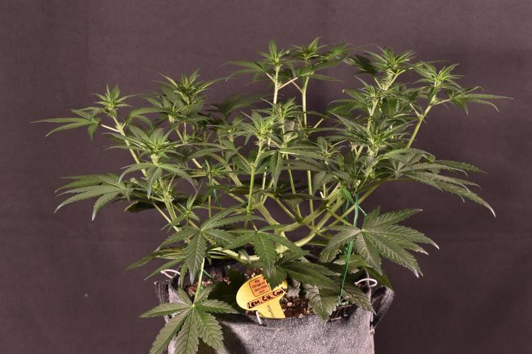 3 Delicious Fast Buds Outdoor Autos. Week 4