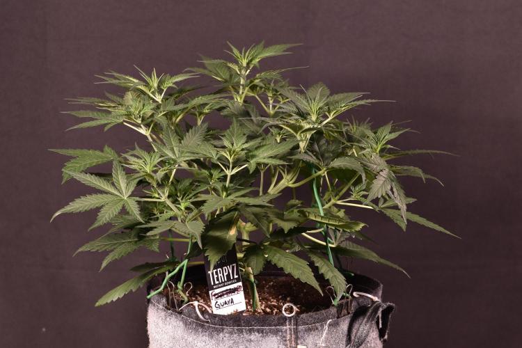 3 Delicious Fast Buds Outdoor Autos. Week 4