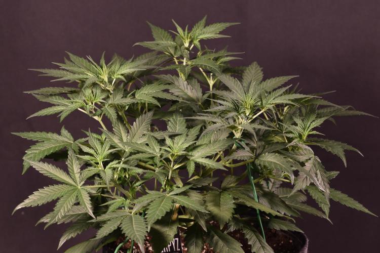 3 Delicious Fast Buds Outdoor Autos. Week 4