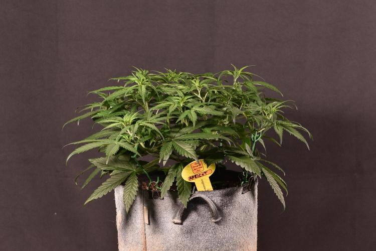 3 Delicious Fast Buds Outdoor Autos. Week 4
