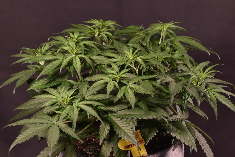 3 Delicious Fast Buds Outdoor Autos. Week 4