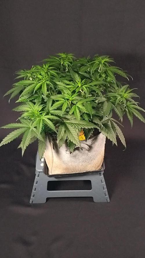 3 Delicious Fast Buds Outdoor Autos