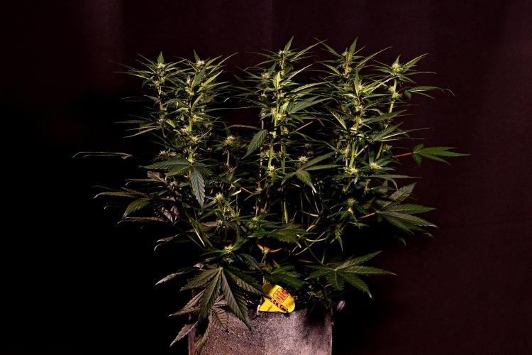 3 Delicious Fast Buds Outdoor Autos. Week 5 - Lemon Cherry Cookies