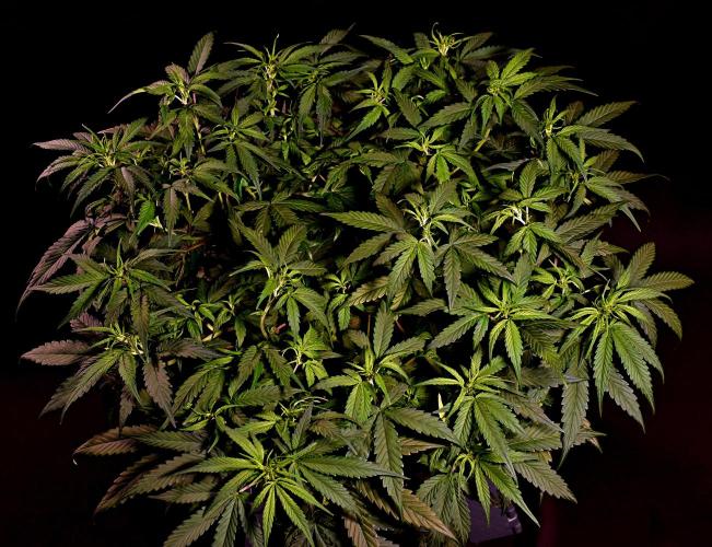 Fast Buds - Apricot Auto by Nickeluring