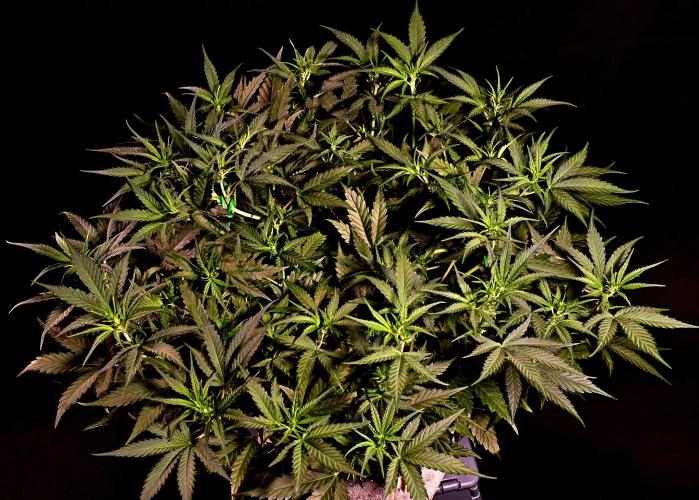3 Delicious Fast Buds Outdoor Autos. Week 5 - Apricot