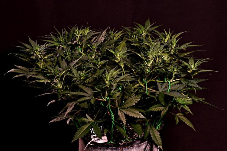 3 Delicious Fast Buds Outdoor Autos. Week 5 - Guava