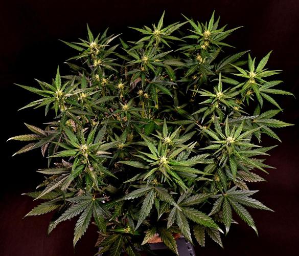 3 Delicious Fast Buds Outdoor Autos. Week 5 - Guava