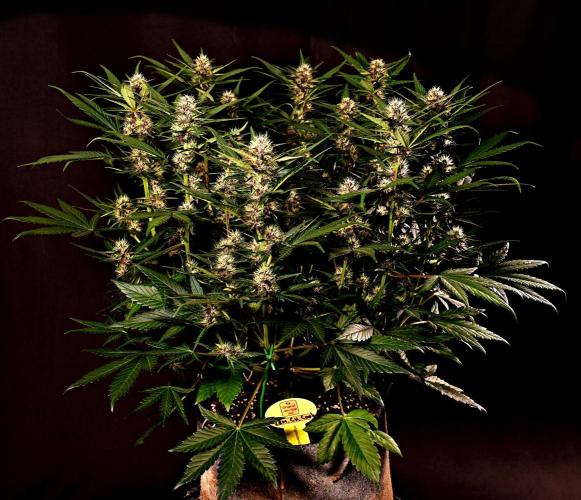 3 Delicious Fast Buds Outdoor Autos. Week 6 - Lemon Cherry Cookies