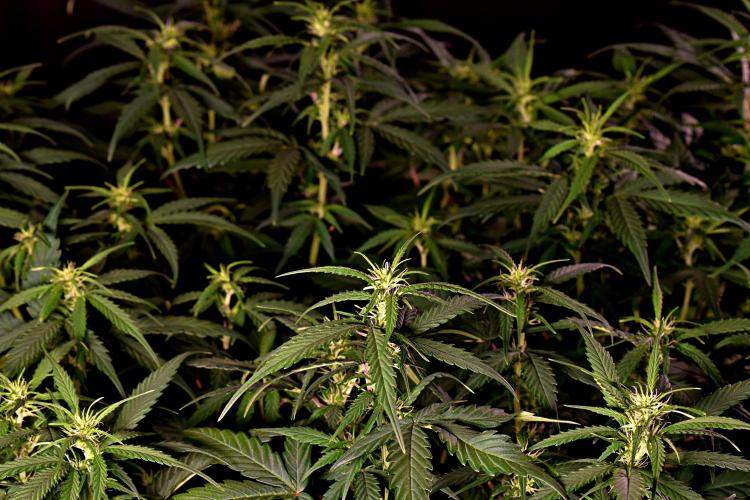 3 Delicious Fast Buds Outdoor Autos. Week 6 - Guava