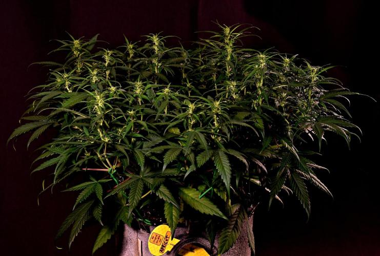 3 Delicious Fast Buds Outdoor Autos. Week 6 - Apricot