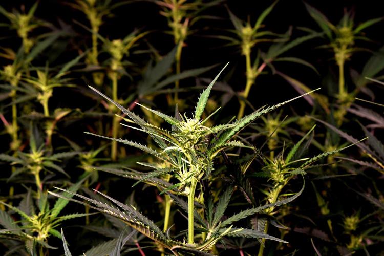 3 Delicious Fast Buds Outdoor Autos. Week 6 - Apricot
