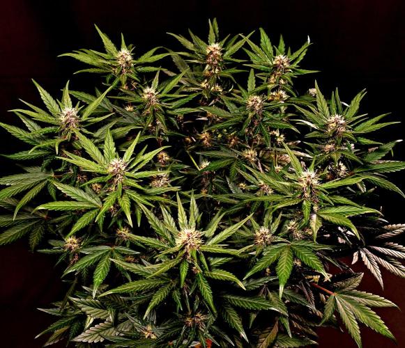 3 Delicious Fast Buds Outdoor Autos. Week 6 - Lemon Cherry Cookies