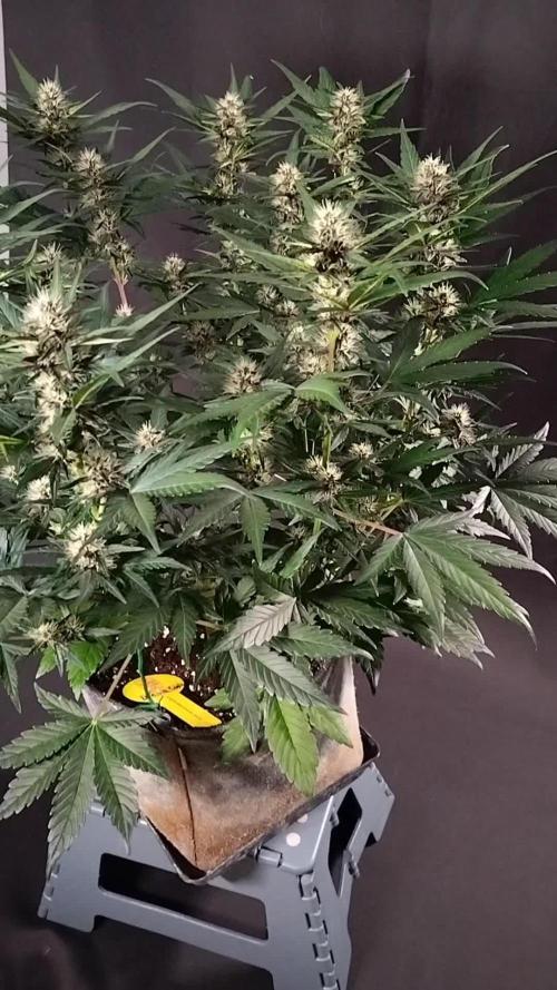 3 Delicious Fast Buds Outdoor Autos
