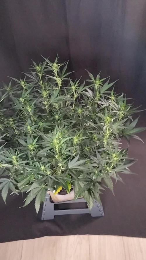 3 Delicious Fast Buds Outdoor Autos