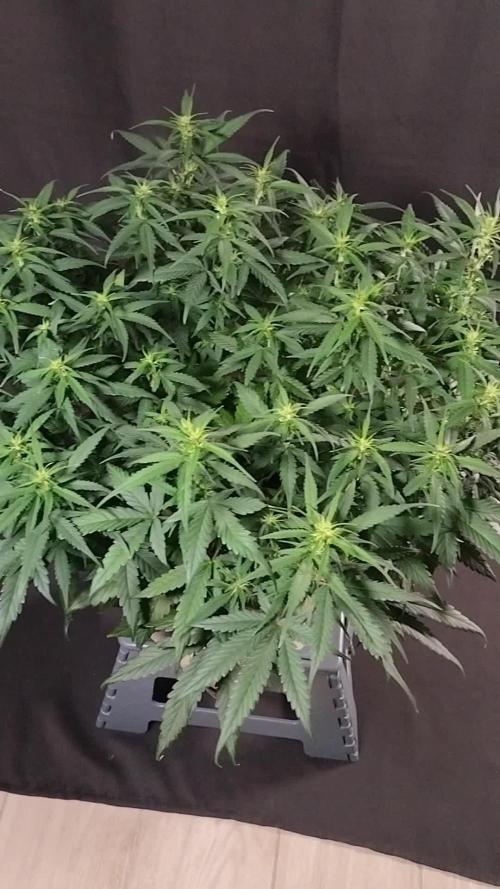 3 Delicious Fast Buds Outdoor Autos