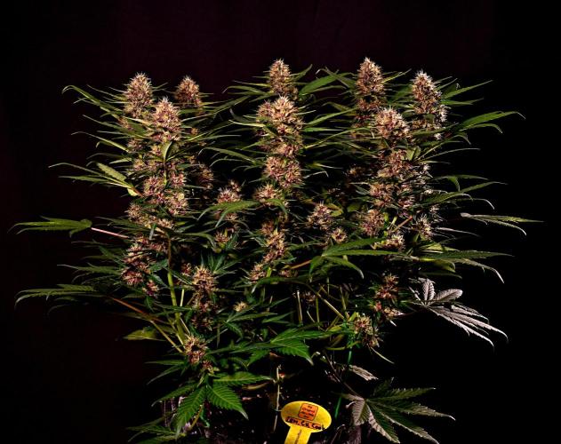 3 Delicious Fast Buds Outdoor Autos. Week 7 - Lemon Cherry Cookies