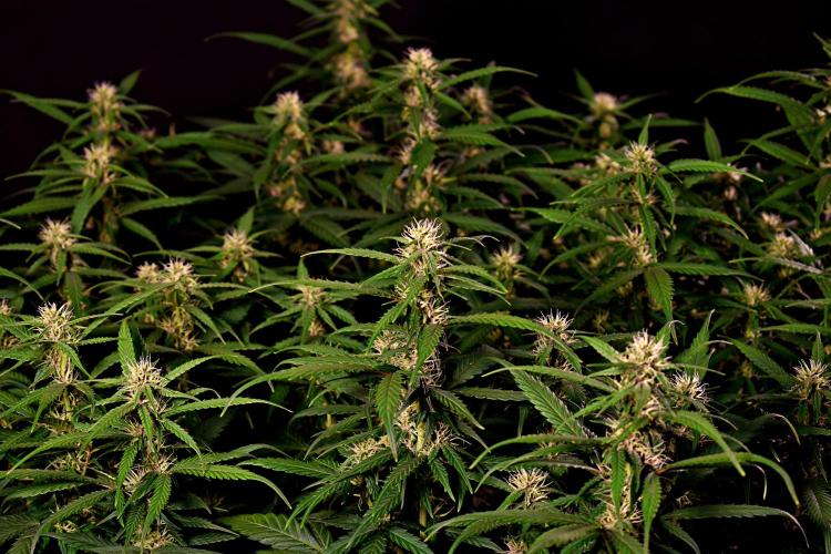 3 Delicious Fast Buds Outdoor Autos. Week 7 - Apricot