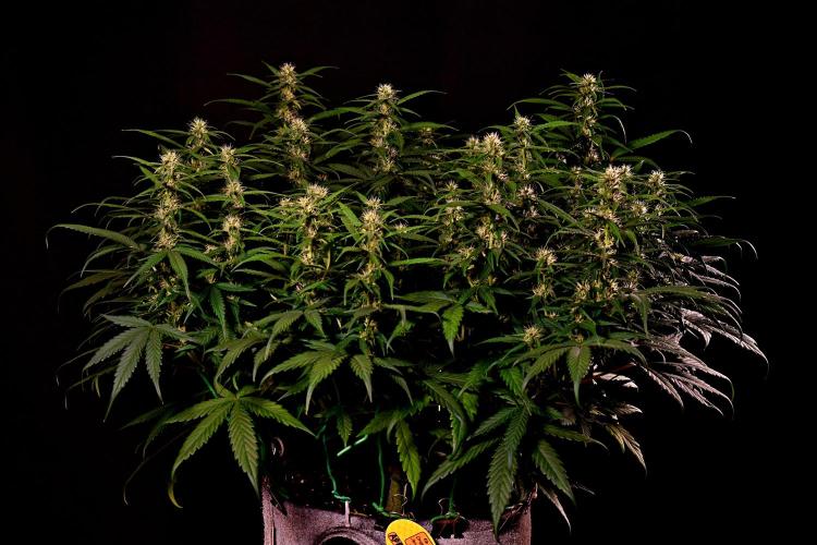 3 Delicious Fast Buds Outdoor Autos. Week 7 - Apricot