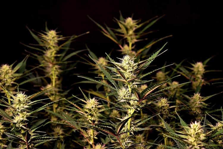 3 Delicious Fast Buds Outdoor Autos. Week 7 - Guava