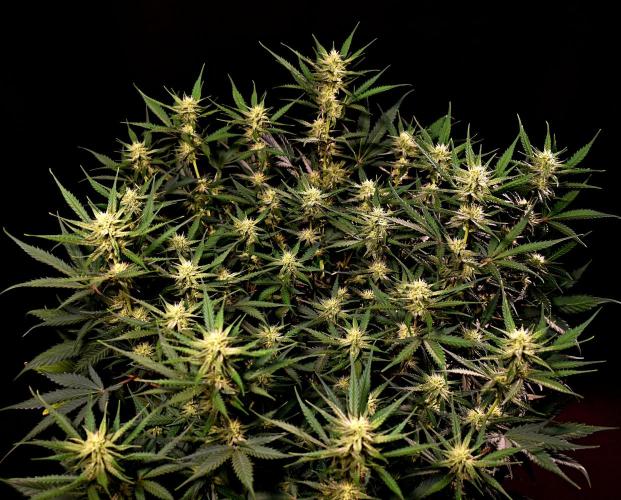 3 Delicious Fast Buds Outdoor Autos. Week 7 - Guava