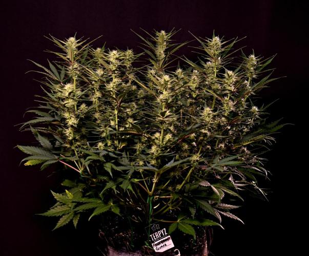 3 Delicious Fast Buds Outdoor Autos. Week 7 - Guava