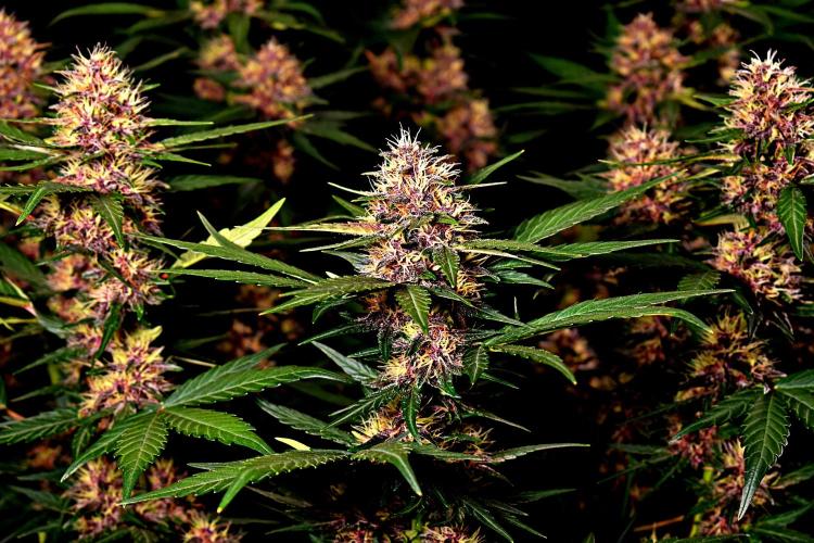 3 Delicious Fast Buds Outdoor Autos. Week 7 - Lemon Cherry Cookies