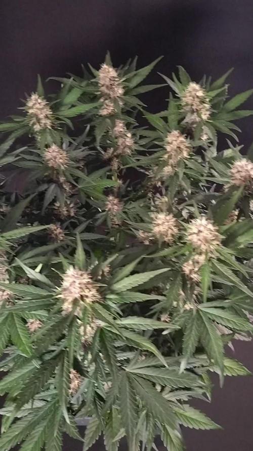 3 Delicious Fast Buds Outdoor Autos