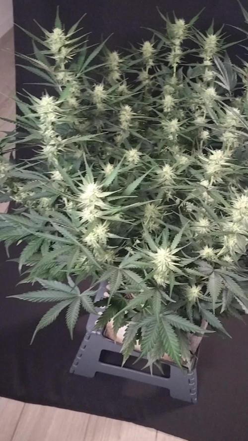 3 Delicious Fast Buds Outdoor Autos