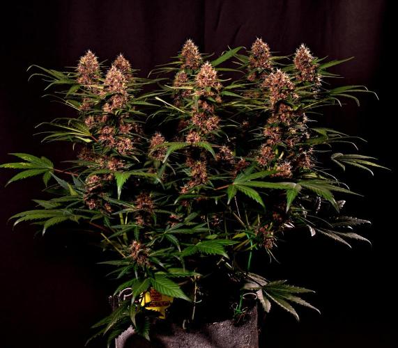 3 Delicious Fast Buds Outdoor Autos. Week 8 - Lemon Cherry Cookies