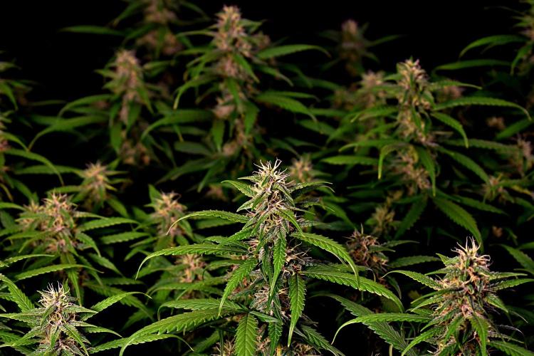 3 Delicious Fast Buds Outdoor Autos. Week 8 - Apricot