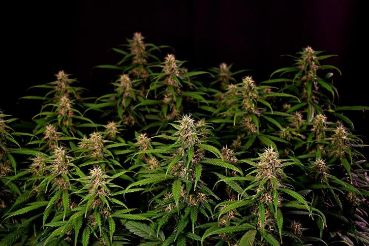 3 Delicious Fast Buds Outdoor Autos. Week 8 - Apricot