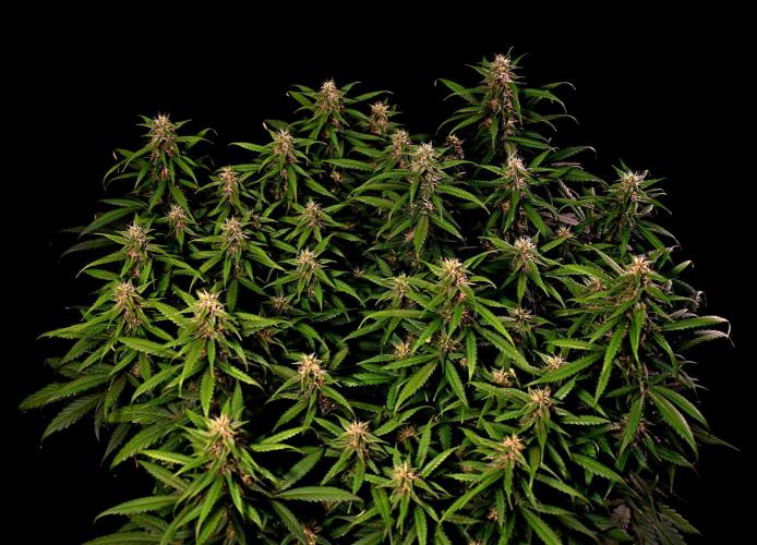 3 Delicious Fast Buds Outdoor Autos. Week 8 - Apricot