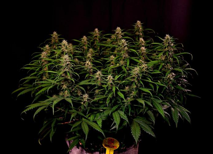 3 Delicious Fast Buds Outdoor Autos. Week 8 - Apricot